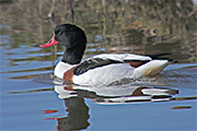 Anec blanc (Tadorna tadorna)