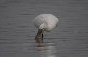 Bec Planer (Platalea leucorodia)