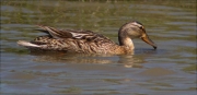 Femella d'Ànec collverd (Anas platyrhynchos)