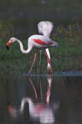 Flamenc (Phoenicopterus roseus)