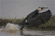 Corb mari gros (Phalacrocorax carbo)