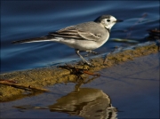 Cuereta blanca vulgar (Motacilla alba)