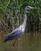 Bernat pescaire (Ardea cinerea)