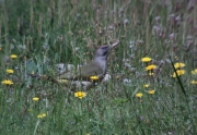 Picot verd (Picus viridis) ???