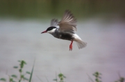 Fumarell carablanc (Chlydonias hybridus)