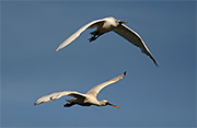 Becplaner (Platalea leucorodia)