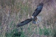 Aligot comú (Buteo buteo)