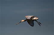 Becplaner (Platalea leucorodia)