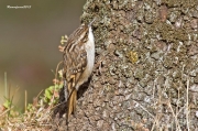 Ocells de la Garrotxa: Raspinell