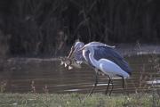 Bernat pescaire (Ardea cinerea) 3de3