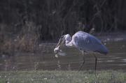 Bernat pescaire (Ardea cinerea) 2de3