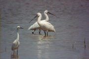 Bec-planer (Platalea leucorodia)