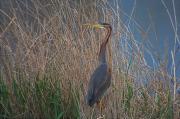 Agró roig (Ardea purpurea)