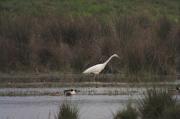 Agró blanc ( Egretta alba )