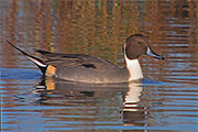 Anec cuallarg (Anas acuta)