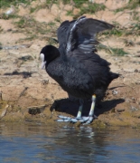 Fotja (Fulica atra)