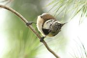 Mallerenga emplomallada (Parus cristatus)