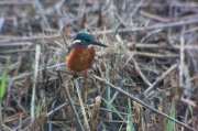 Blauet (Alcedo atthis)