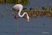 Visitants de Pas al PNAE:Flamenc