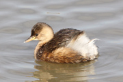 Cabusset (Tachybaptus ruficollis)