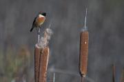 Bitxac comú (Saxicola torquatus)