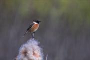 Bitxac comú (Saxicola torquatus)