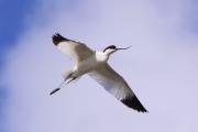 Bec d'alena 1 (Recurvirostra avosetta)