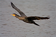 Corb mari gros (Phalacrocorax carbo)