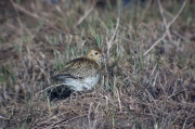 Daurada grossa (Pluvialis apricaria)