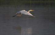 Agró blanc ( Egretta alba )