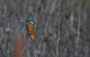 Blauet (Alcedo athis)