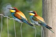 Abellerols.Merops apiaster