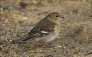 Femella de Pinsà comú (Fringilla coelebs)