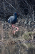 Polla blava (Porphyrio porphyrio)