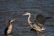 Bernat pescaire (Ardea cinerea)