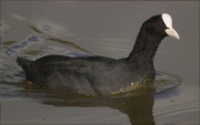 Fotja (Fulica atra)