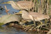 Duet de martinet rossos pescant.Ardeola ralloides.