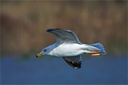 Gaviá argentat (Larus cachinnas)