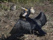 Corb marí gros (Phalacrocorax carbo