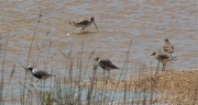 Pigre gris (Pluvialis squatarola) i Tètol cuanegre (Limosa limosa)