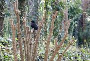 Merla (Turdus merula)