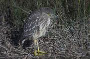 Martinet de nit ( Nycticorax nycticorax)