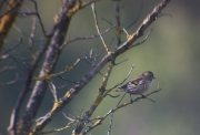 Lluer femella (Carduelis spinus)