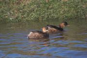 Cabusset (Tachybaptus ruficollis)