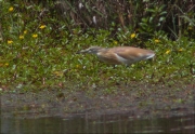 Martinet ros (Ardeola ralloides)