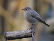 Femella de Cotxa fumada (Phoenicurus ochruros)