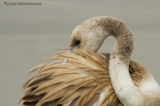 Flamenc jove (Phoenicopterus ruber)