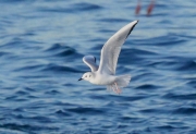 Larus philadelphia (Gavina de Bonaparte)