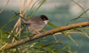 Mascle de Tallarol capnegre (Sylvia melanocephala)