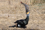 CORMORAN ATASCADO (Phalacrocorax carbo)